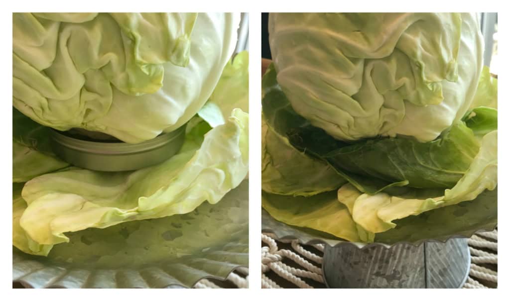 cabbage vase