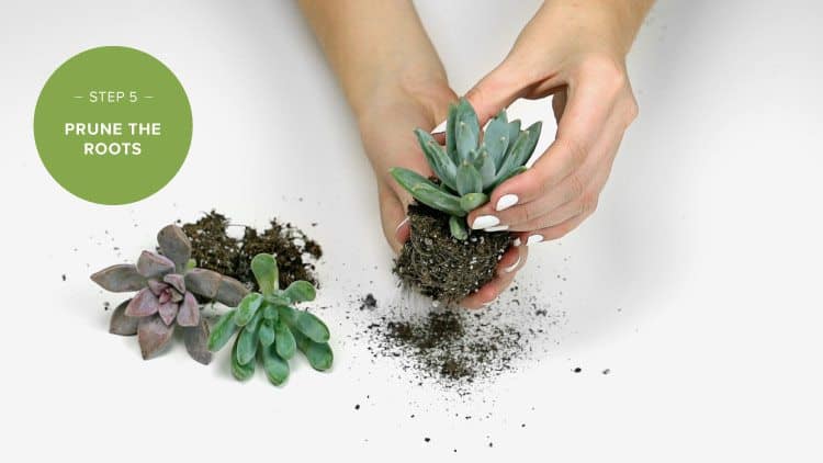 succulent wall garden
