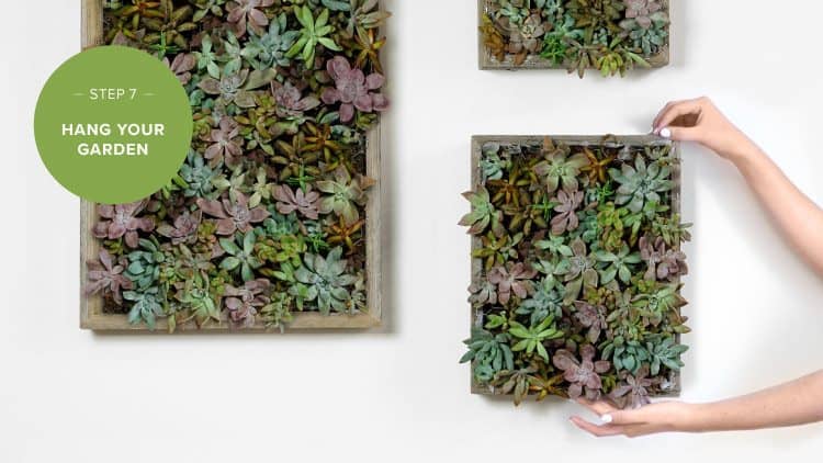 succulent wall garden