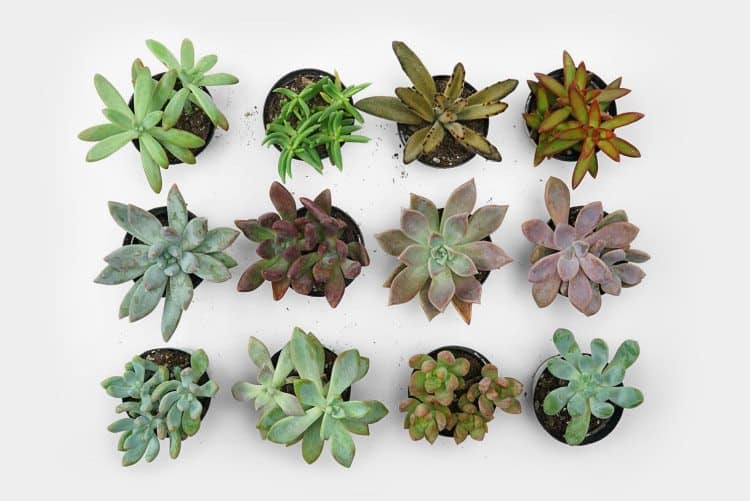 succulent wall garden