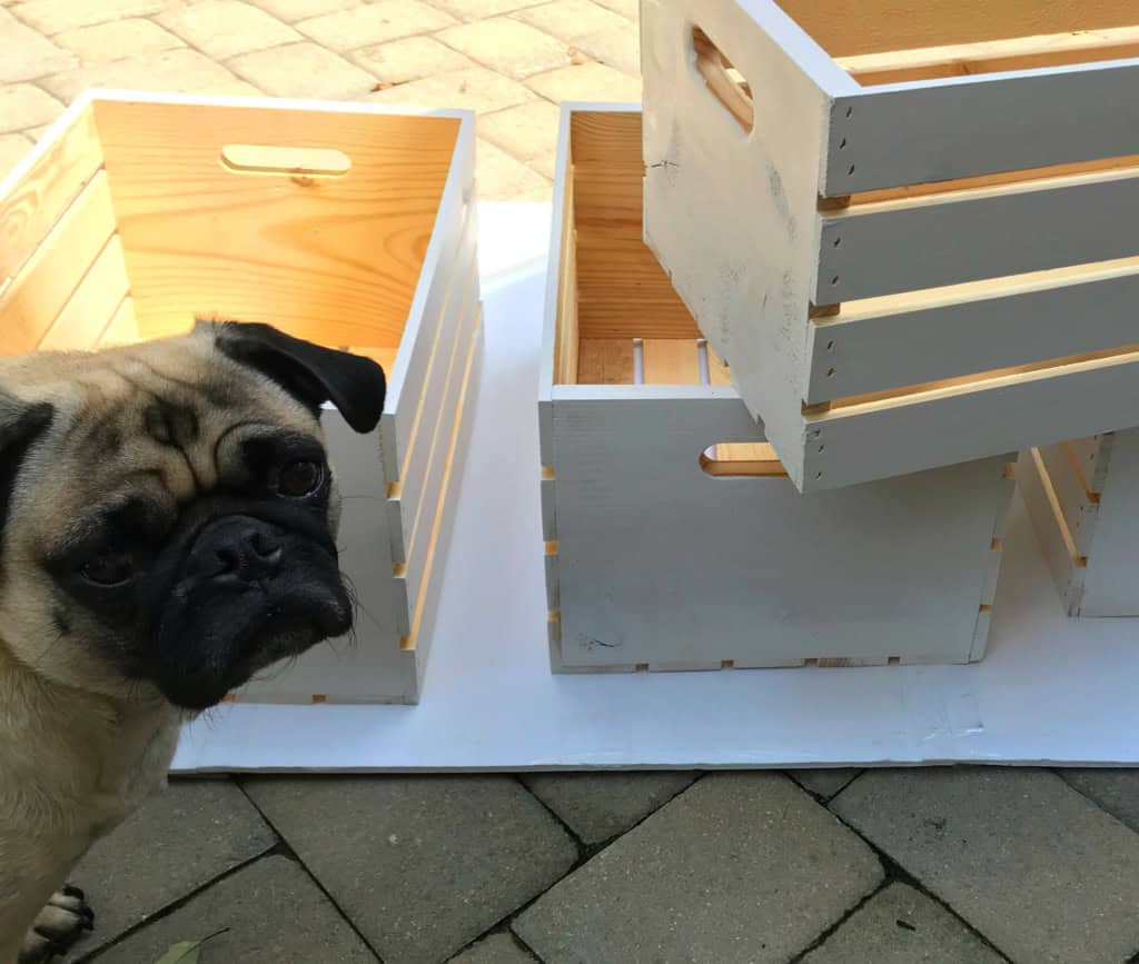pug with painted crates