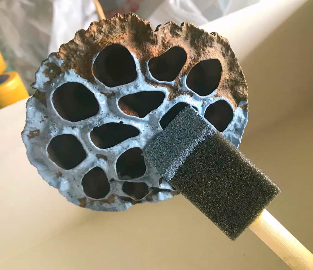 lotus pod
