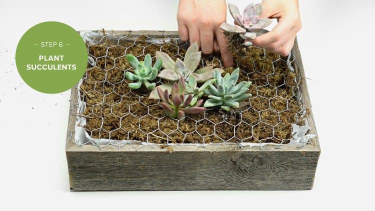 How To Make A Succulent Wall Garden My French Twist